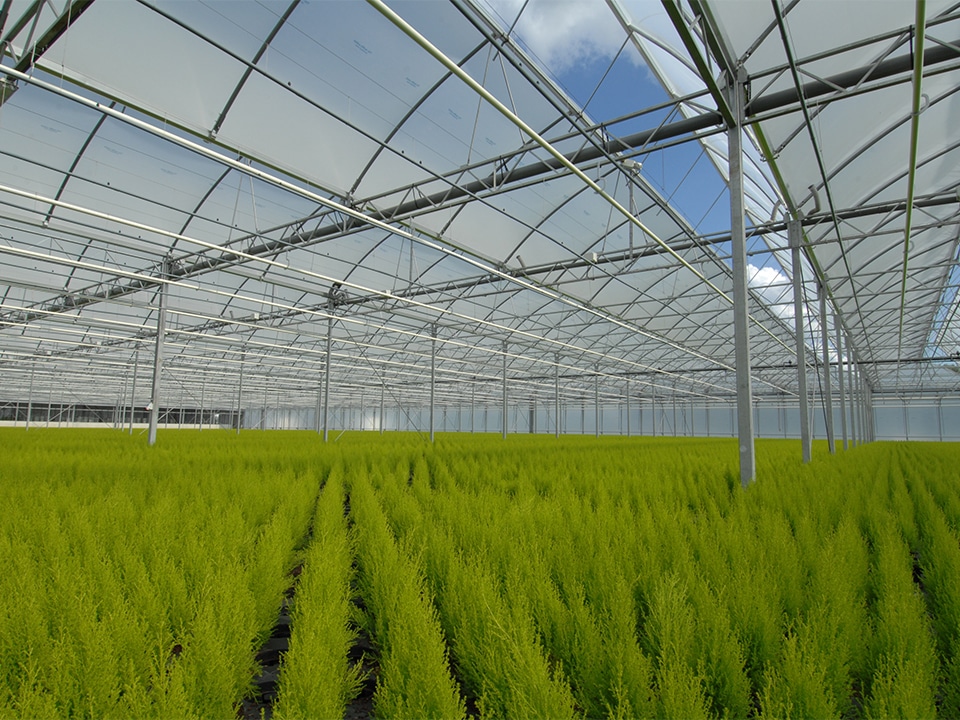 kwekerij De Waele – Wilwoodii _coniferen kwekerij De Waele – Wilwoodii _coniferen