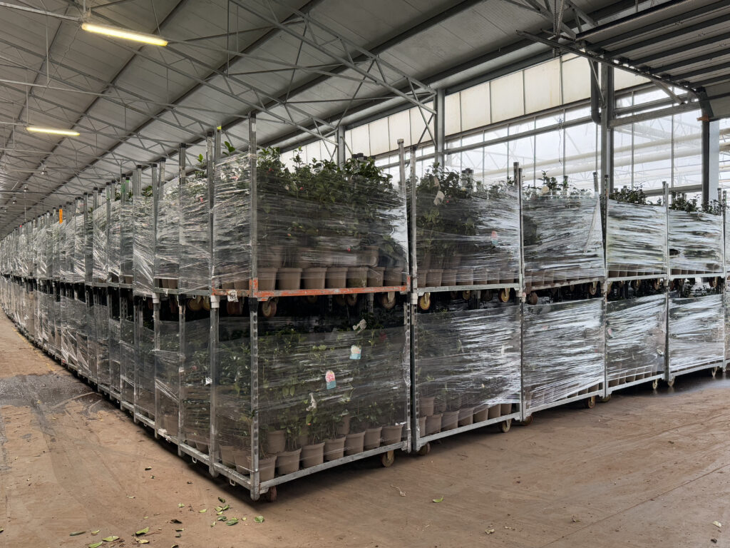 Bestelling camellias kwekerij De Waele Wilwoodii Lochristi