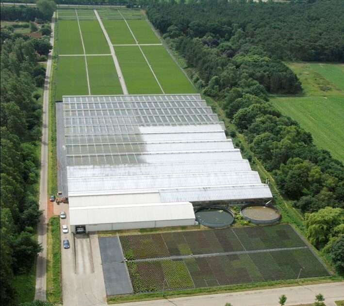 Kwekerij De Waele - Wilwoodii _ Wachtebeke