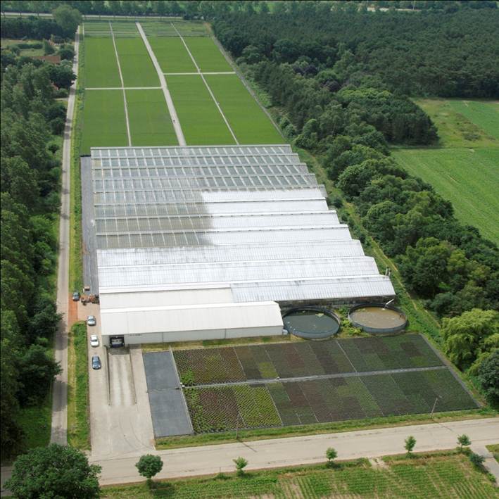 Kwekerij De Waele – Wilwoodii _ Wachtebeke Kwekerij De Waele - Wilwoodii _ Wachtebeke