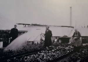 kwekerij de waele wilwoodii eerste generatie