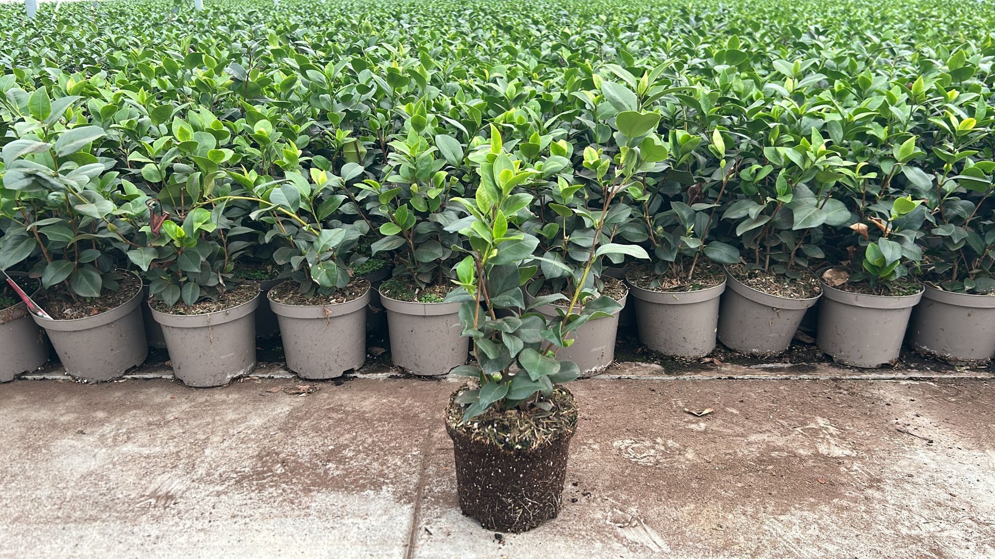 Camellia_Peat free _Kwekerij De Waele-Wilwoodii Camellia_Peat free _Kwekerij De Waele-Wilwoodii
