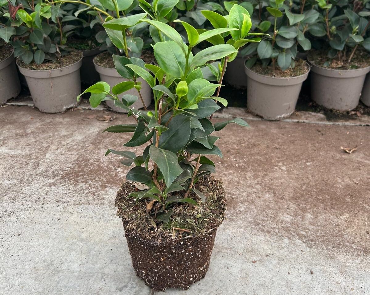 Peat free Camellia_Kwekerij De Waele-Wilwoodii