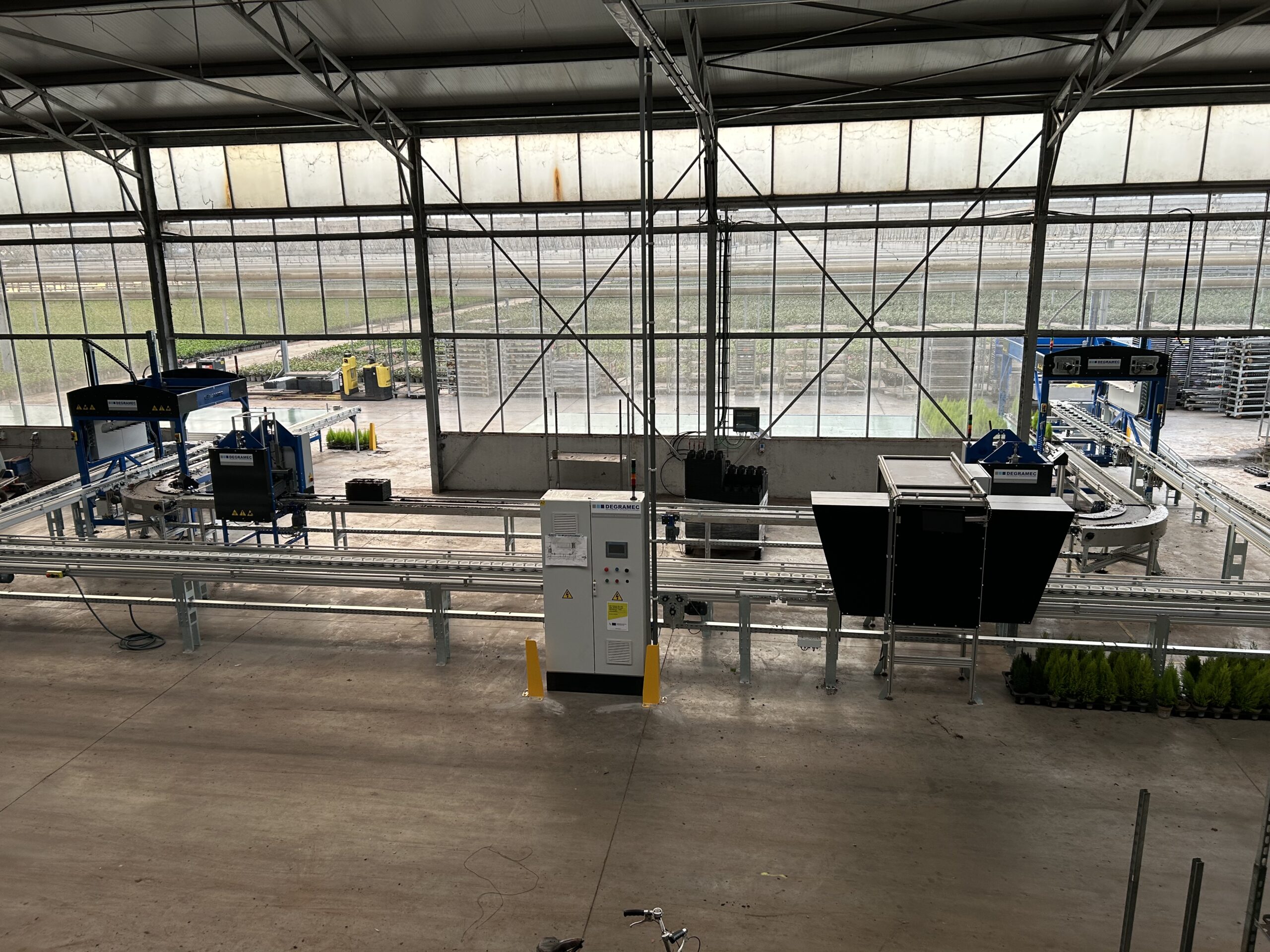 sorteerlijn coniferen_Kwekerij De Waele-Wilwoodii sorteerlijn coniferen_Kwekerij De Waele-Wilwoodii