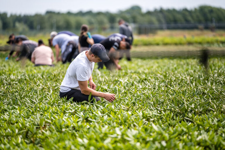 vacature seizoensarbeider tuinbouw kwekerij de waele-wilwoodii