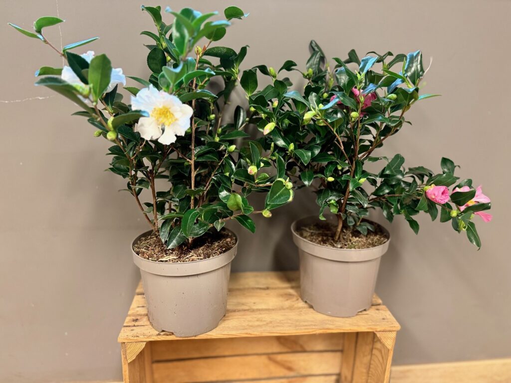 Camellia Sasanqua Kwekerij De Waele-Wilwoodii