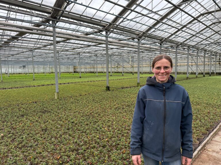 Marijke vacature kwekerij De Waele Wilwoodii in Wachtebeke