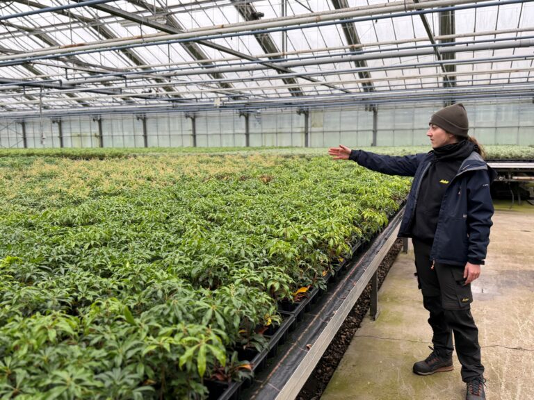 Stagiair in tuinbouw in Kwekerij De Waele-Wilwoodii