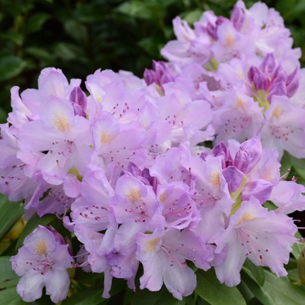 Rhododendron hybride - A horse with no name