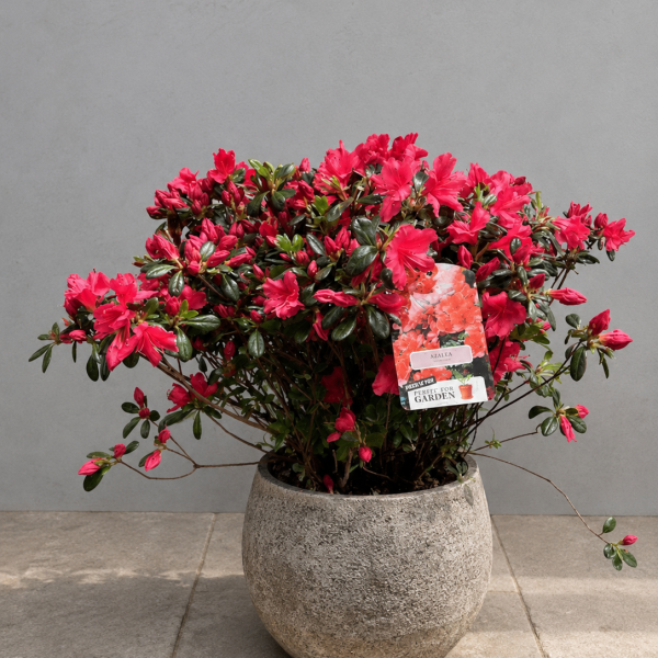 Azalea Japonica in pot