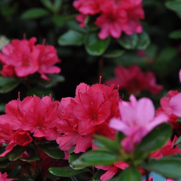 Azalea Japonica__Kwekerij De Waele-Wilwoodii