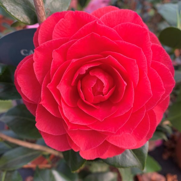 Black Lace - Camellia Japonica
