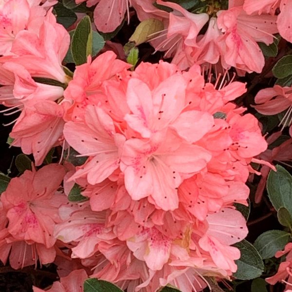 Blauws Pink - Azalea Japonica