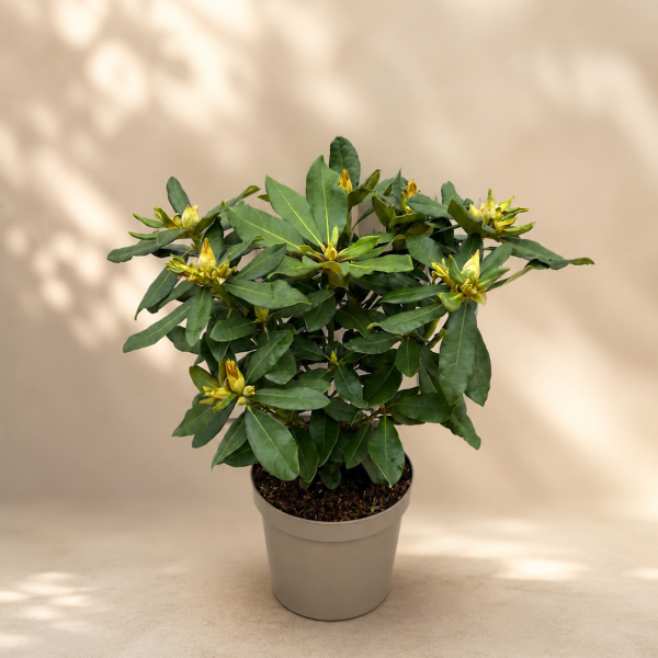 C3 Rhododendron Hybride Nova Zembla