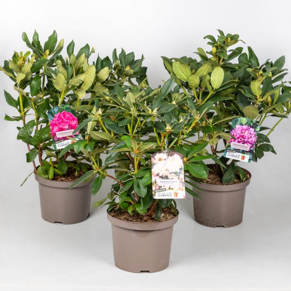 Rhododendron hybride C5 mix