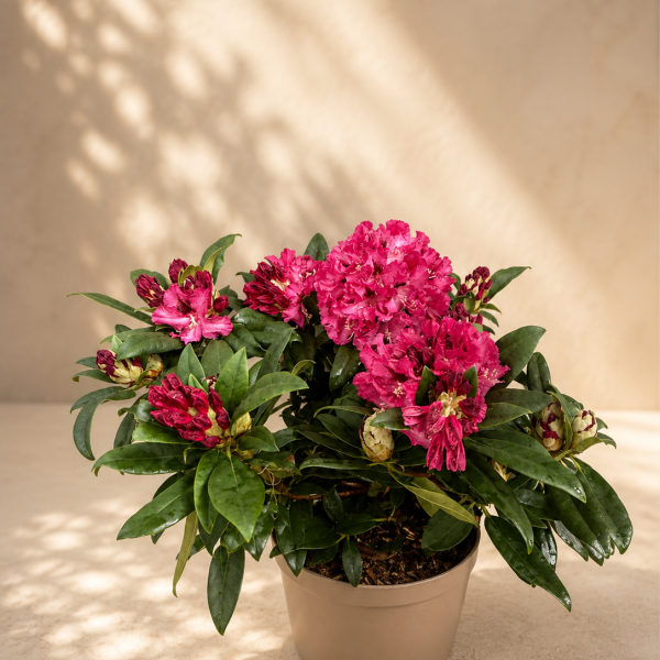 C5 - Rhododendron - Marie Forte