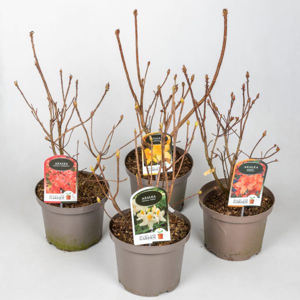 C5 - Variëteiten Azalea Knaphill (Mollis)