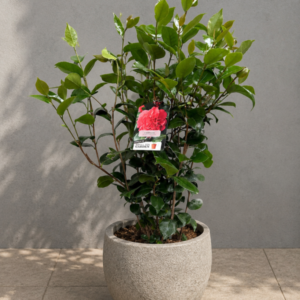 Camellia Japonica C10