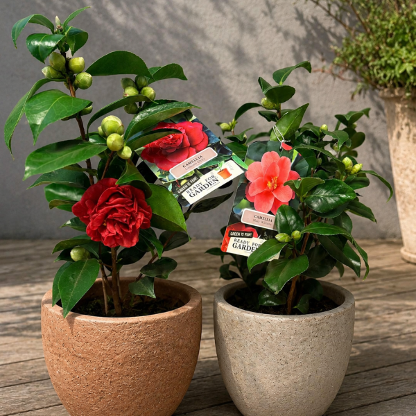 Camellia Japonica C3