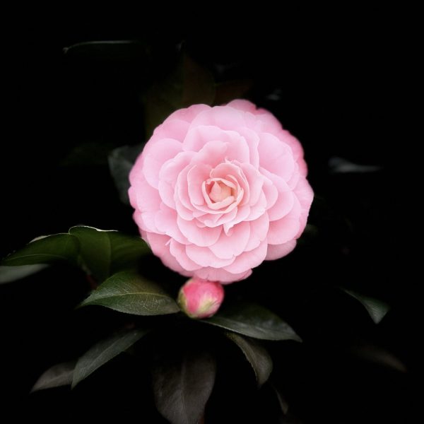 Camellia Japonica Kwekerij De Waele Wilwoodii