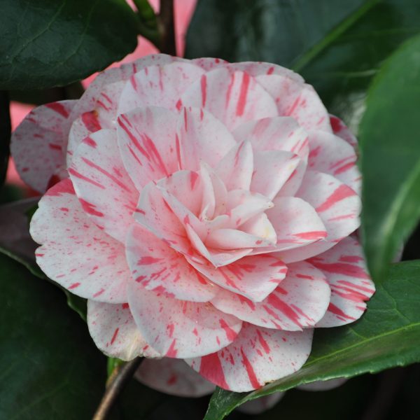 Camellia japonica_Lavinia maggi_Kwekerij De Waele-Wilwoodii
