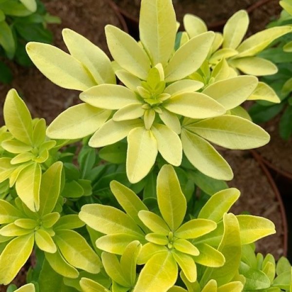 Choisya Sundance