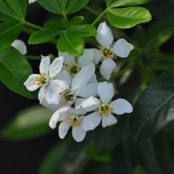 Choisya - Ternata green