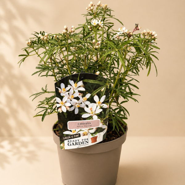 Choisya White Dazzler