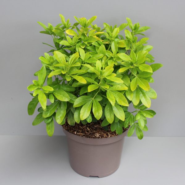 Choisya sundance