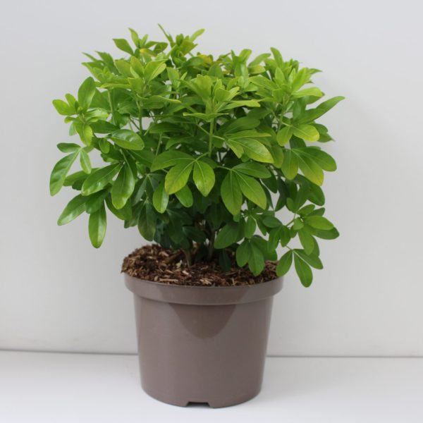 Choisya ternata