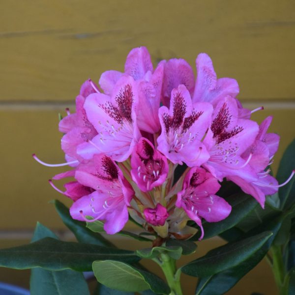 Rhododendron hybride - Cosmopolitan