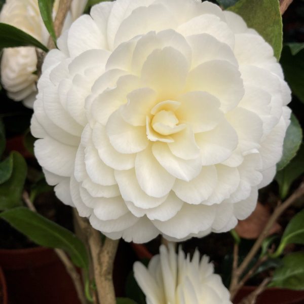 Dolhanea - Camellia Japonica