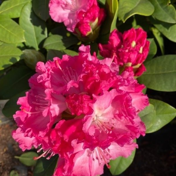 Rhododendron hybride - Germania