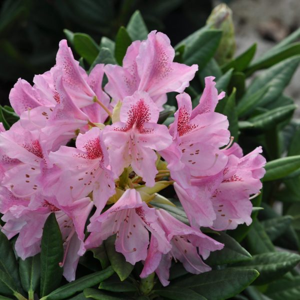 Kwekerij De Waele-Wilwoodii__Rhododendron Cosmopolitan