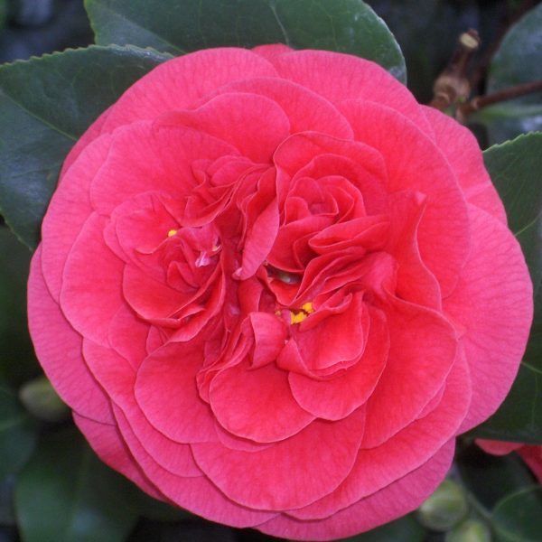 Lady Campbell Camellia Japonica