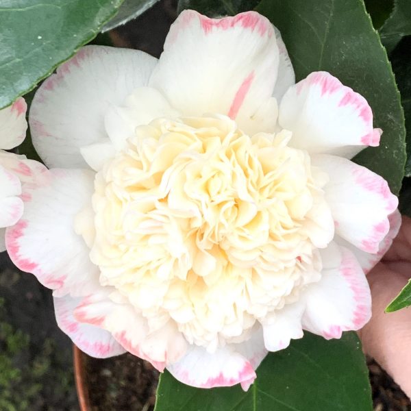 Margaret davies Camellia Japonica