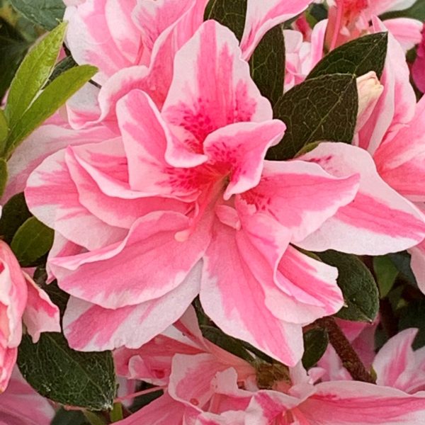 Azalea Japonica
