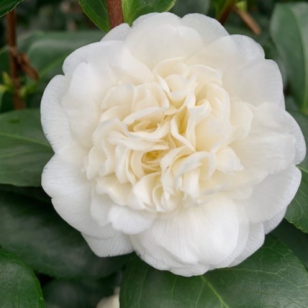 Nobillissima Camellia Japonica