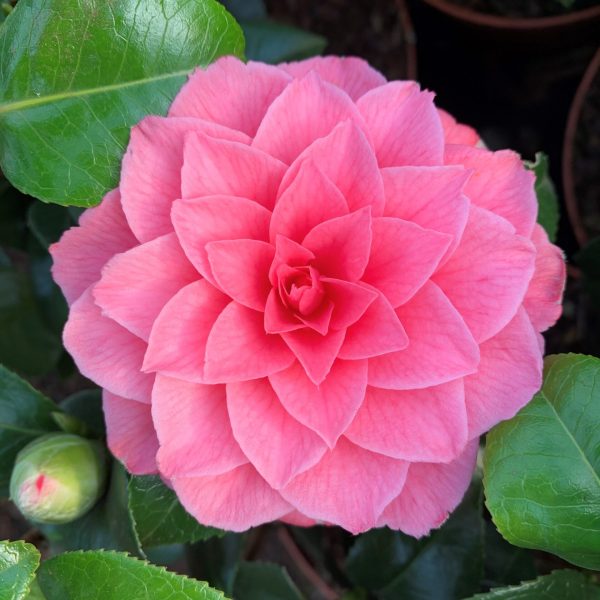 Nuccio Cameo Camellia Japonica