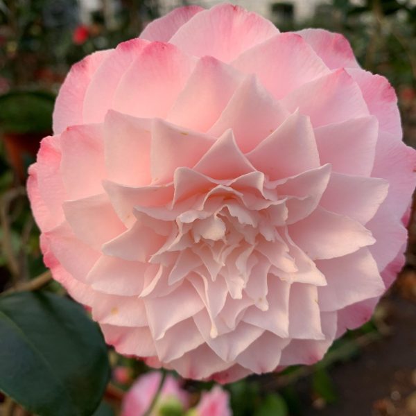 Nuccio Jewell - Camellia Japonica