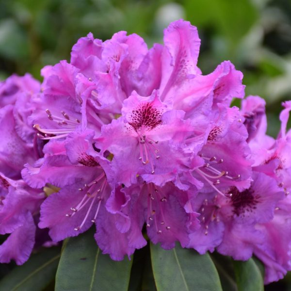 Rhododendron hybride - Raspoutin
