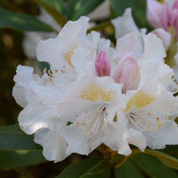 Rhododendron - Cunningham's White - Kwekerij De Waele - Wilwoodii