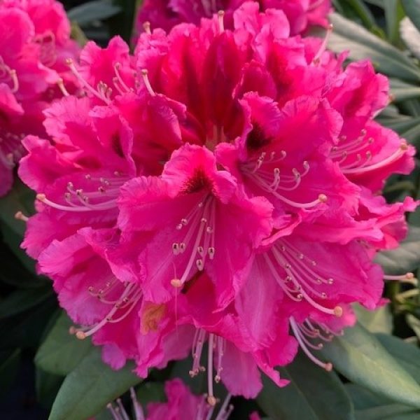 Rhododendron hybride - Rocket
