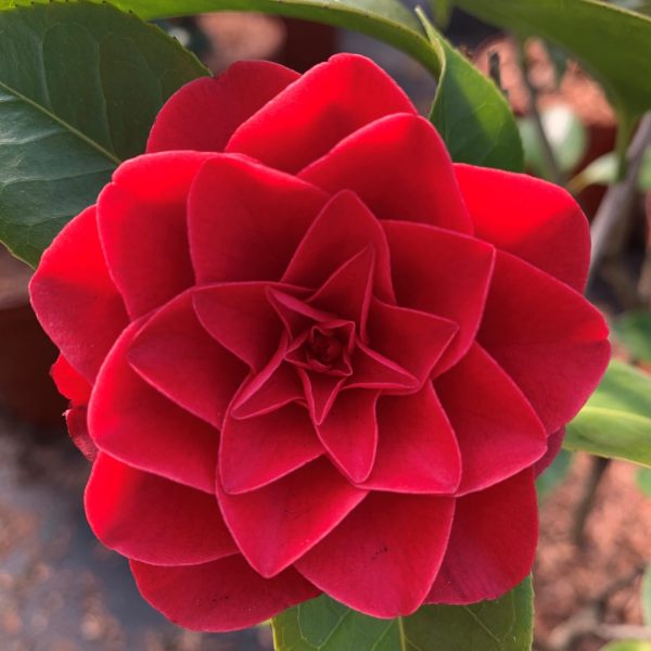 Rood Camellia Japonica - Black Lace