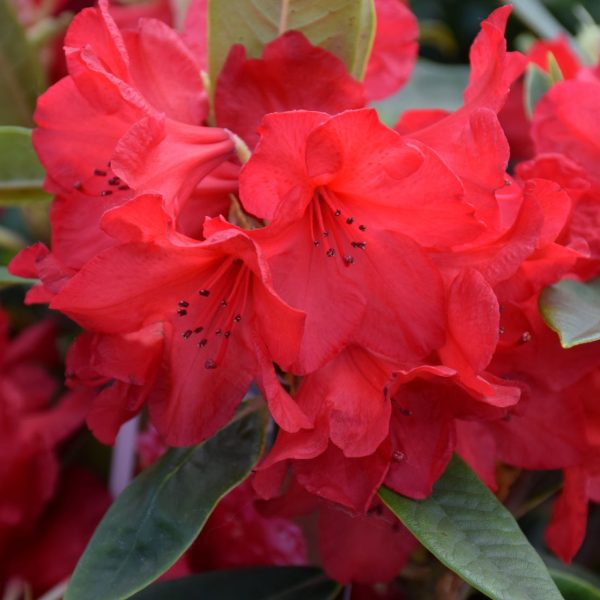 Rood rhododendron_Kwekerij De Waele-Wilwoodii