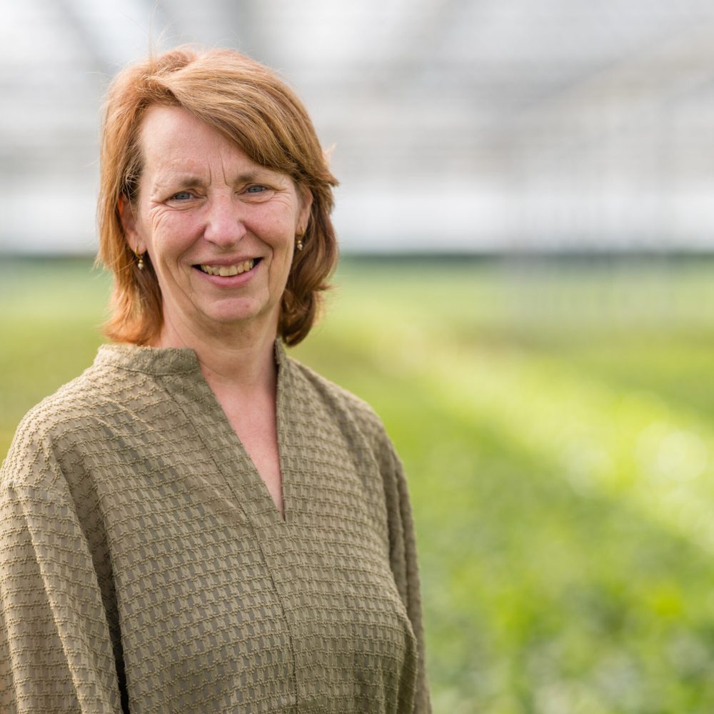 Senta kwekerij de waele wilwoodii