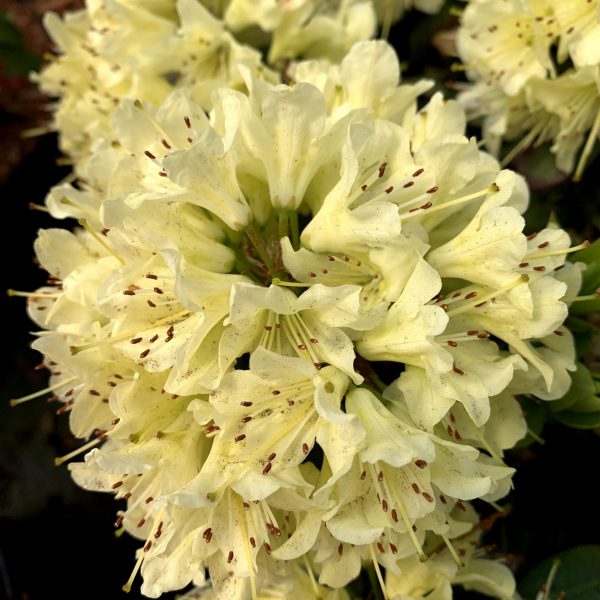 Rhododendron hybride -Shamrock