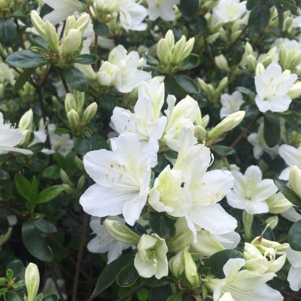 Sneewitchen Azalea Japonica