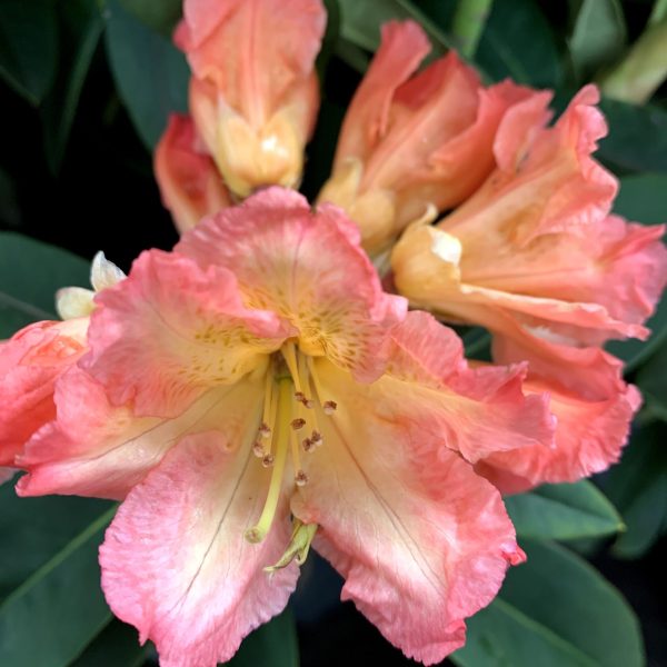 Rhododendron hybride - Sunfire