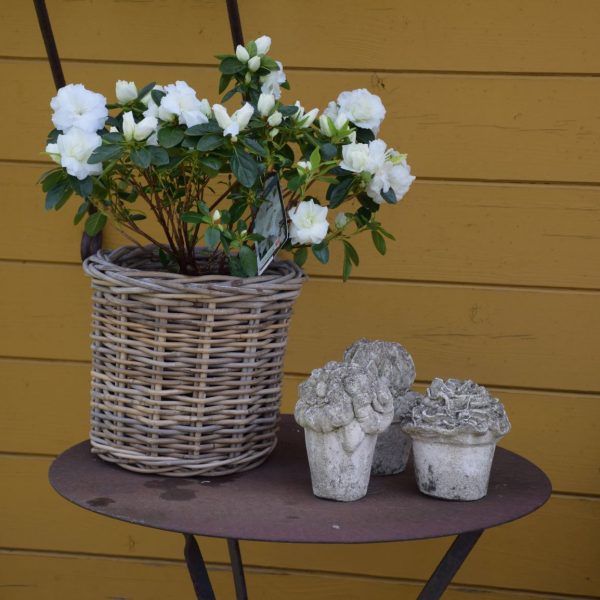 Azalea Japonica Wit